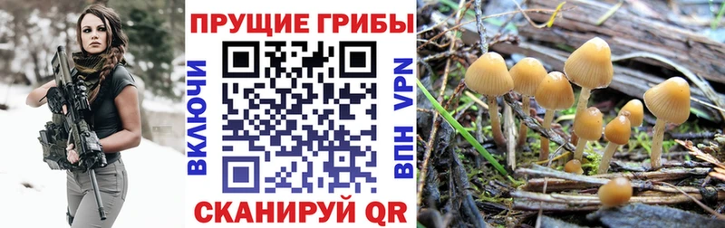 закладка  KRAKEN зеркало  Галлюциногенные грибы мухоморы  Курильск 